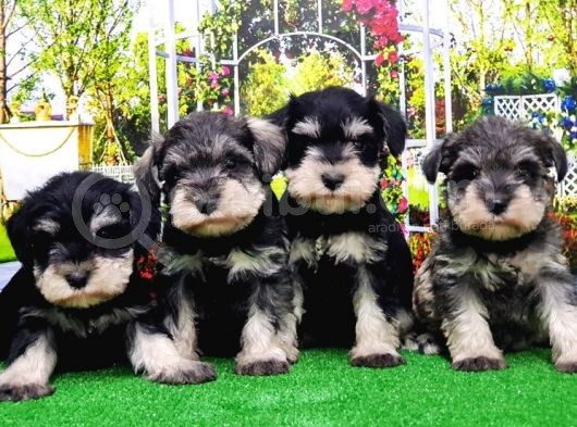 Minyatür Schnauzer Yavrular görsel