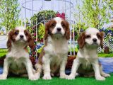 Cavalier King Charles Yavrulari