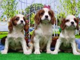 Cavalier King Charles Yavrulari