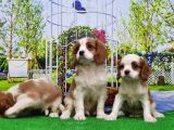 Cavalier King Charles Yavrulari