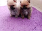 Teacup Pomeranian Bebeklerimiz