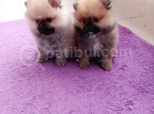 Teacup Pomeranian Bebeklerimiz görsel