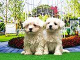 Maltese Terri̇er Yavru