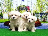 Maltese Terri̇er Yavru