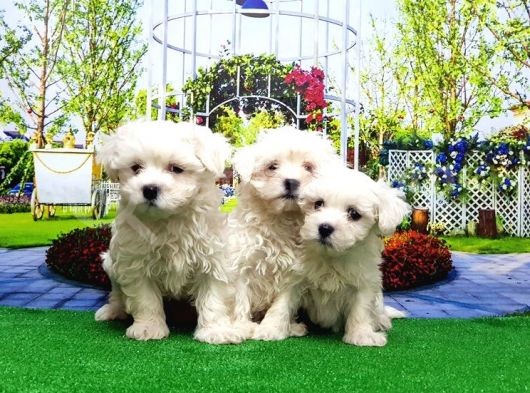 Maltese Terri̇er Yavru görsel