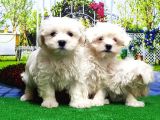 Maltese Terri̇er Yavru