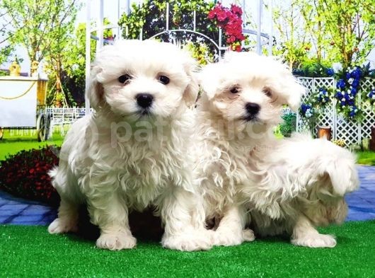 Maltese Terri̇er Yavru görsel