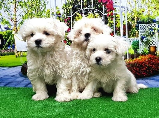 Maltese Terri̇er Yavru görsel