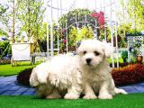 Maltese Terri̇er Yavru