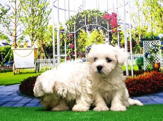 Maltese Terri̇er Yavru görsel