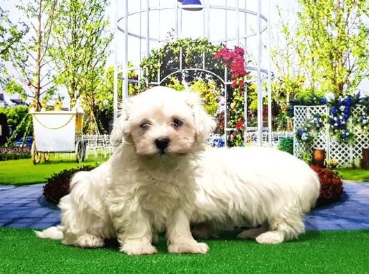 Maltese Terri̇er Yavru görsel