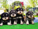 Minyatür Schnauzer Yavrular