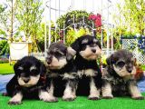 Minyatür Schnauzer Yavrular