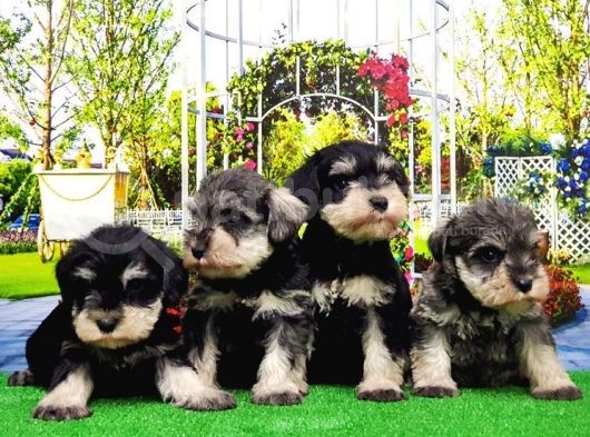 Minyatür Schnauzer Yavrular görsel