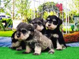 Minyatür Schnauzer Yavrular