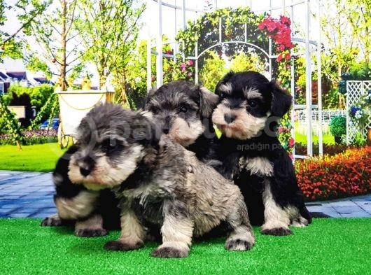 Minyatür Schnauzer Yavrular