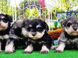 Minyatür Schnauzer Yavrular