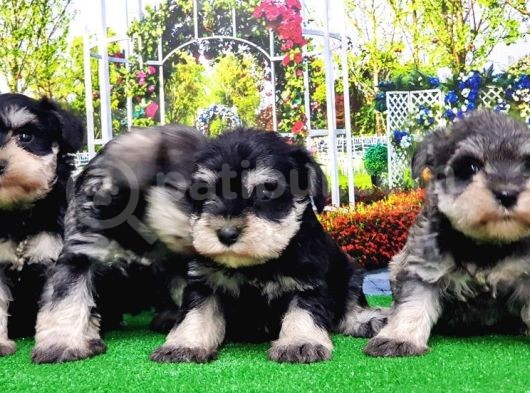 Minyatür Schnauzer Yavrular görsel