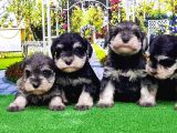 Minyatür Schnauzer Yavrular