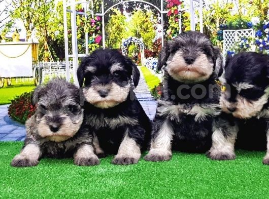 Minyatür Schnauzer Yavrular görsel