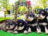 Minyatür Schnauzer Yavrular