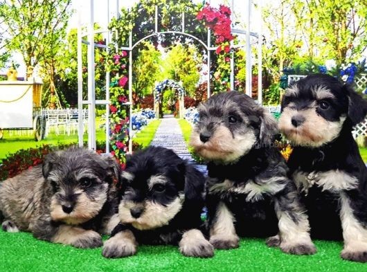 Minyatür Schnauzer Yavrular görsel