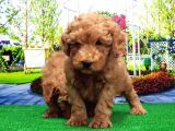 Toy Poodle Yavru