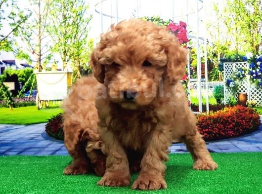 Toy Poodle Yavru görsel