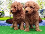 Toy Poodle Yavru