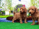 Toy Poodle Yavru
