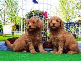 Toy Poodle Yavru
