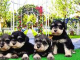 Minyatür Schnauzer Yavrular