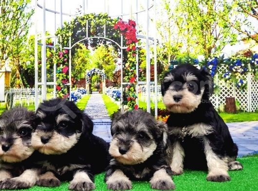 Minyatür Schnauzer Yavrular görsel