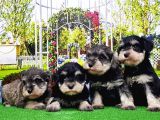 Minyatür Schnauzer Yavrular