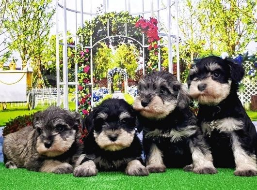 Minyatür Schnauzer Yavrular görsel
