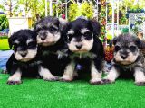 Minyatür Schnauzer Yavrular