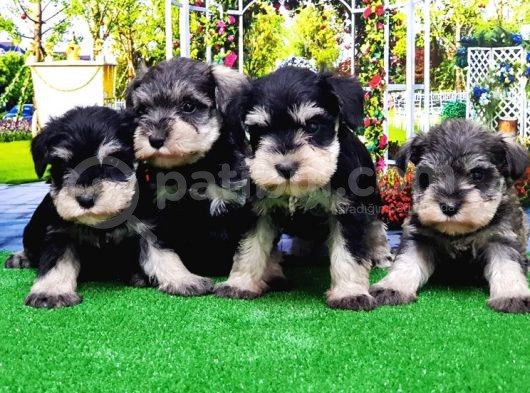 Minyatür Schnauzer Yavrular görsel