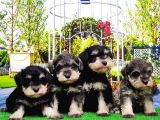 Minyatür Schnauzer Yavrular