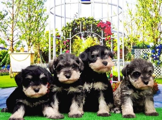 Minyatür Schnauzer Yavrular görsel