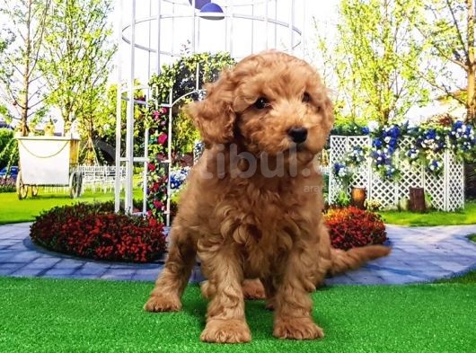 Toy Poodle Yavru görsel