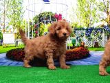 Toy Poodle Yavru