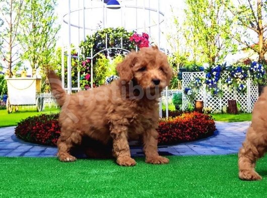 Toy Poodle Yavru görsel