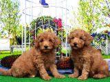 Toy Poodle Yavru