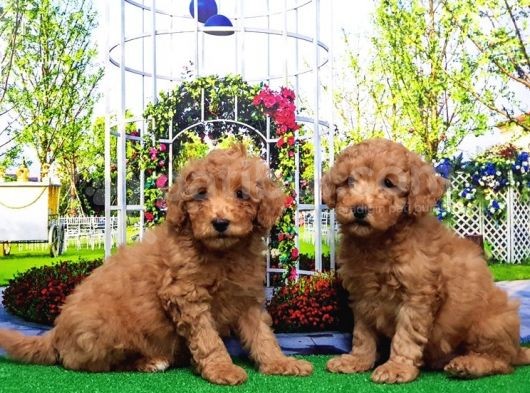 Toy Poodle Yavru görsel