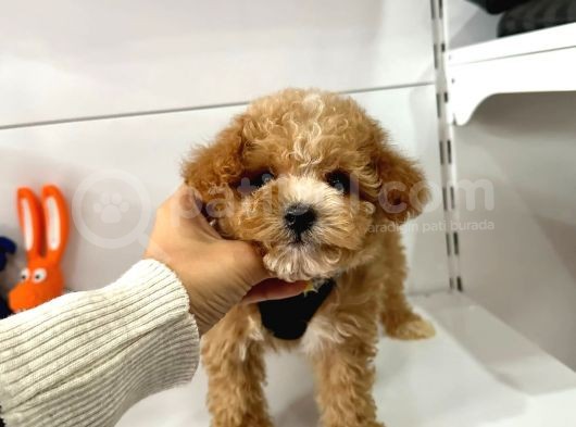 Maltipoo Mix Irk Yavrular görsel