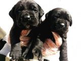 Cane Corsa Yavrular