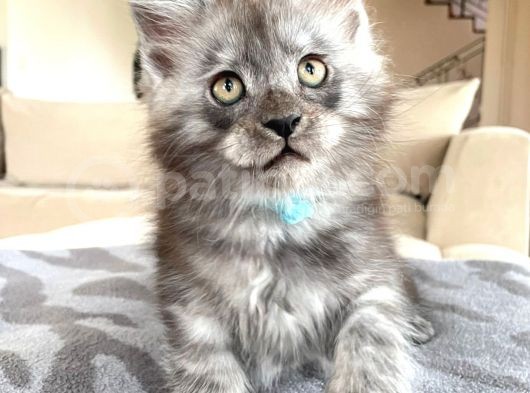 Blacksmoke Mainecoon Yavrulari 2 Aylik Secereli Ve Faturali görsel