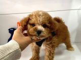 Maltipoo Mix Irk Yavrular