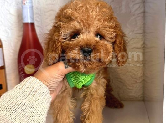 Red -Apricot Toy Poodle Yavrular görsel