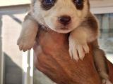 Husky Yavrular